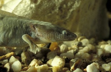 Portrait d'Axolotl USA