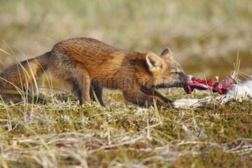Junger roter Fuchs in dunkler Phase isst einen Hare Nome Alaska