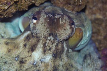 Octopus hidden in a rock infractuosity