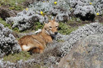 Ethiopian wolf resting in Bale Mountains Ethiopia