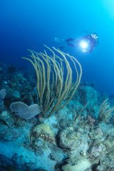 Taucher und Karibik Coral St. Eustache Antilles