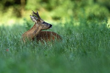 Yearling male deer laid down in grass Vosges France