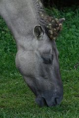 Portrait of Konik Polski Pony grazing in the meadow