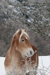 Portrait of Haflinger Pony in meadow in winter
