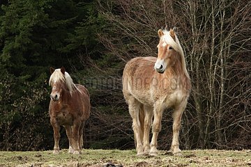 Haflinger ponies standing in the meadow