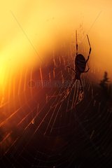 Orbweaver speader in its web at sunset