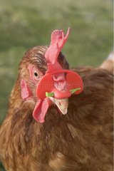 Porträt einer Henne  die einen Schutz auf dem Schnabel trägt