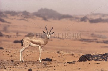Great male of Dorcas Gazelle in the Sahara Tenere Niger