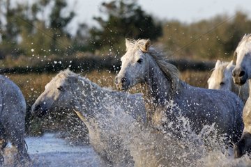 Camarguais horses running in water Camargue France