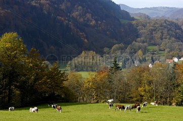 Montbeliardes Cows grazing in the Doubs valley