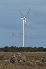 Wind mill and sheep in a field South Australia