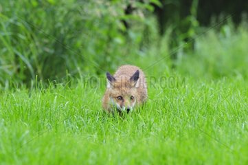 Rote Fuchsjubelkinne im Gras England