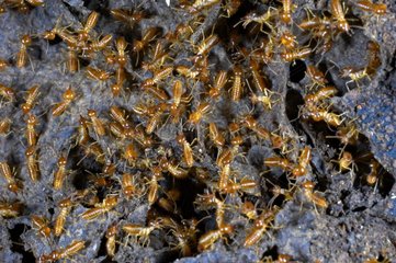 Intérieur d'un nid de termites Guyane française