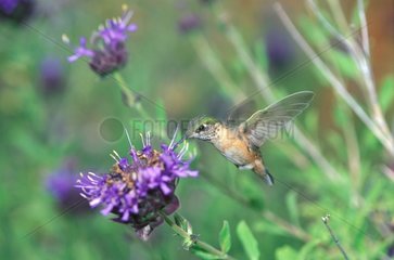 Rufous hummingbird gathering nectar Arizona USA