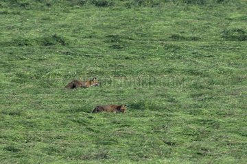 Red foxes lying in wait in the hay Vosges France