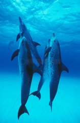 Dauphins tachetés de l'Atlantique Bahamas