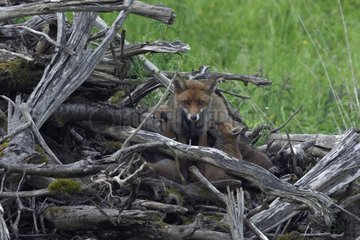 Red fox suckling her young in a pile of branches France