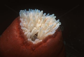Northern red sea anemone with tentacles retracted USA