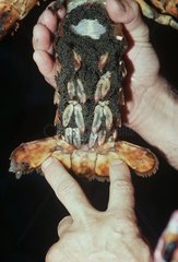 Abdomen covered with eggs of American lobster USA