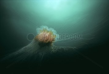 Lion's Mane Jellyfish extending tentacles to catch preys USA