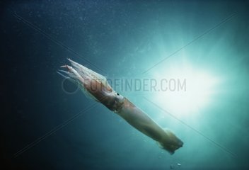 Boreal squid swimming in the open Atlantic Ocean USA