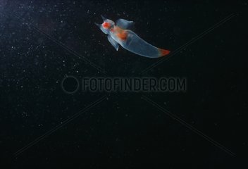 Naked Sea Butterfly swimming in open water Atlantic Ocean