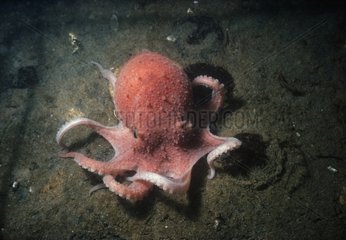 Common Atlantic Octopus crawling on the ocean bottom USA