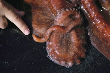 Penis of a male giant Pacific octopus Canada