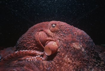 Giant Pacific octopus crawling on the bottom of the Pacific