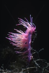 Purple Nudibranch grazing algae on the seabed Italy
