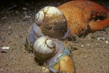 Northern moon Snails scavenging on a lobster claw Atlantic
