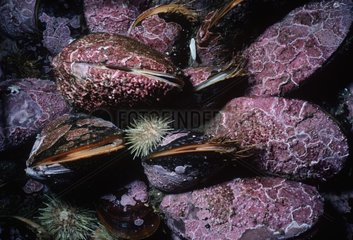 Horse Mussels encrusted with coralline algae Atlantic Ocean