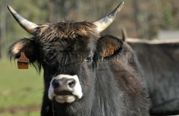 Portrait of a heifer of aurochs in a petting zoo France