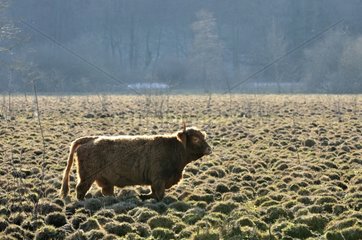 Highland Cattle grazing in fens Jura France
