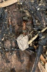 Southern wood ant carrying a stone to his nest