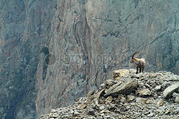 Alpine ibex on rock Mercantour Alpes France