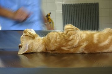 Cat anaesthetized before a surgical operation France