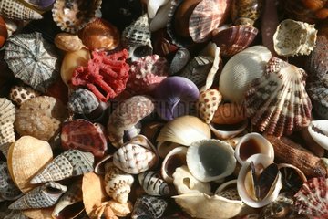 Small fragments of shells and coral reef New Caledonia