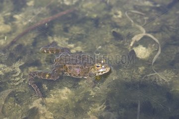Frosch schwimmen in klarem Wasser Frankreich