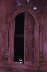 Rinnenkatze vor einer Burma -Tür