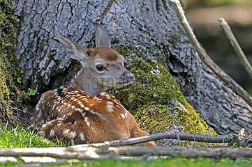 Fawn deer resting in a tree Vosges Mountains