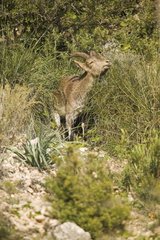 Ibex of Spain grazing