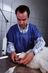 Détartrage des dents d'un chien chez le vétérinaire