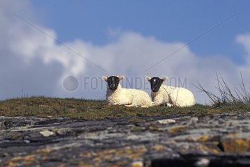 Black-face lambs lying down Mull island Scotland