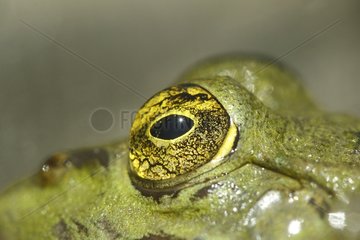 Green Frog Eye Provence France
