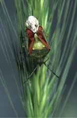 Blutiger Käfer auf ein Ohr gelegt