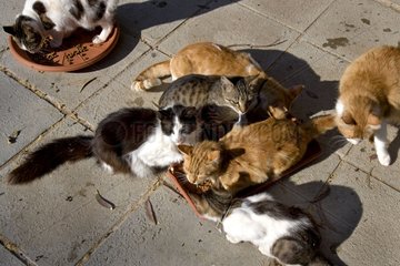 Katzen essen in einem Heiligtum für Katzen Zypern