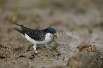 House martin Picardie France