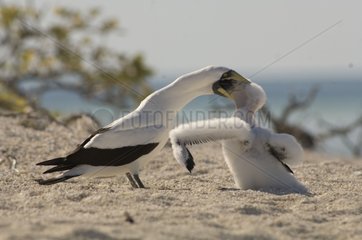 Red-footed Booby feeding chick on the beach New Caledonia