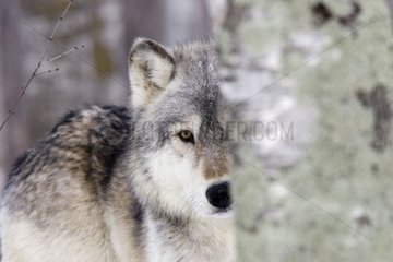 Gray wolf behind a tree trunk